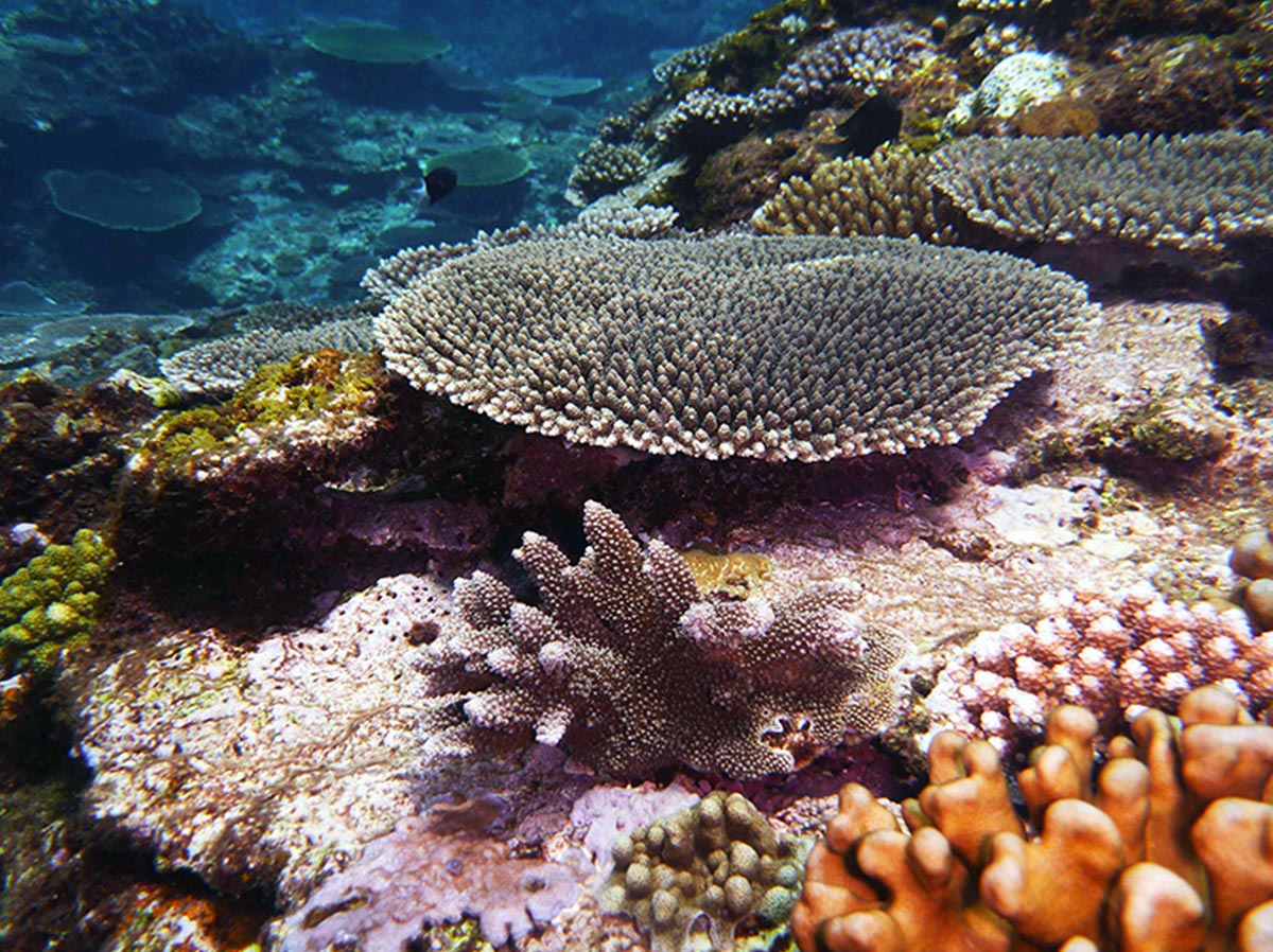 日本からサンゴ礁が消える