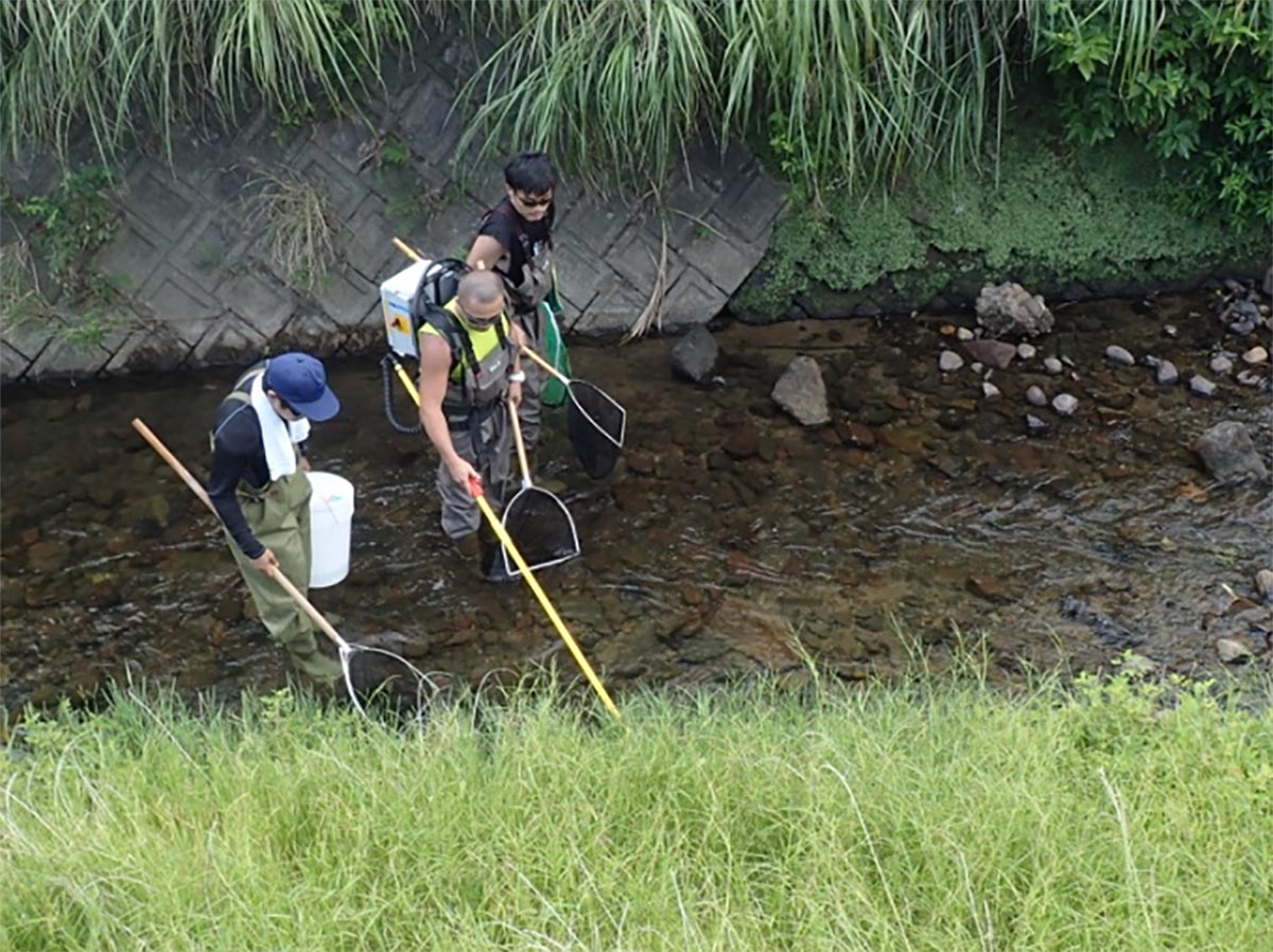 「電気ショッカー」を使った鹿児島県貝底川での調査。