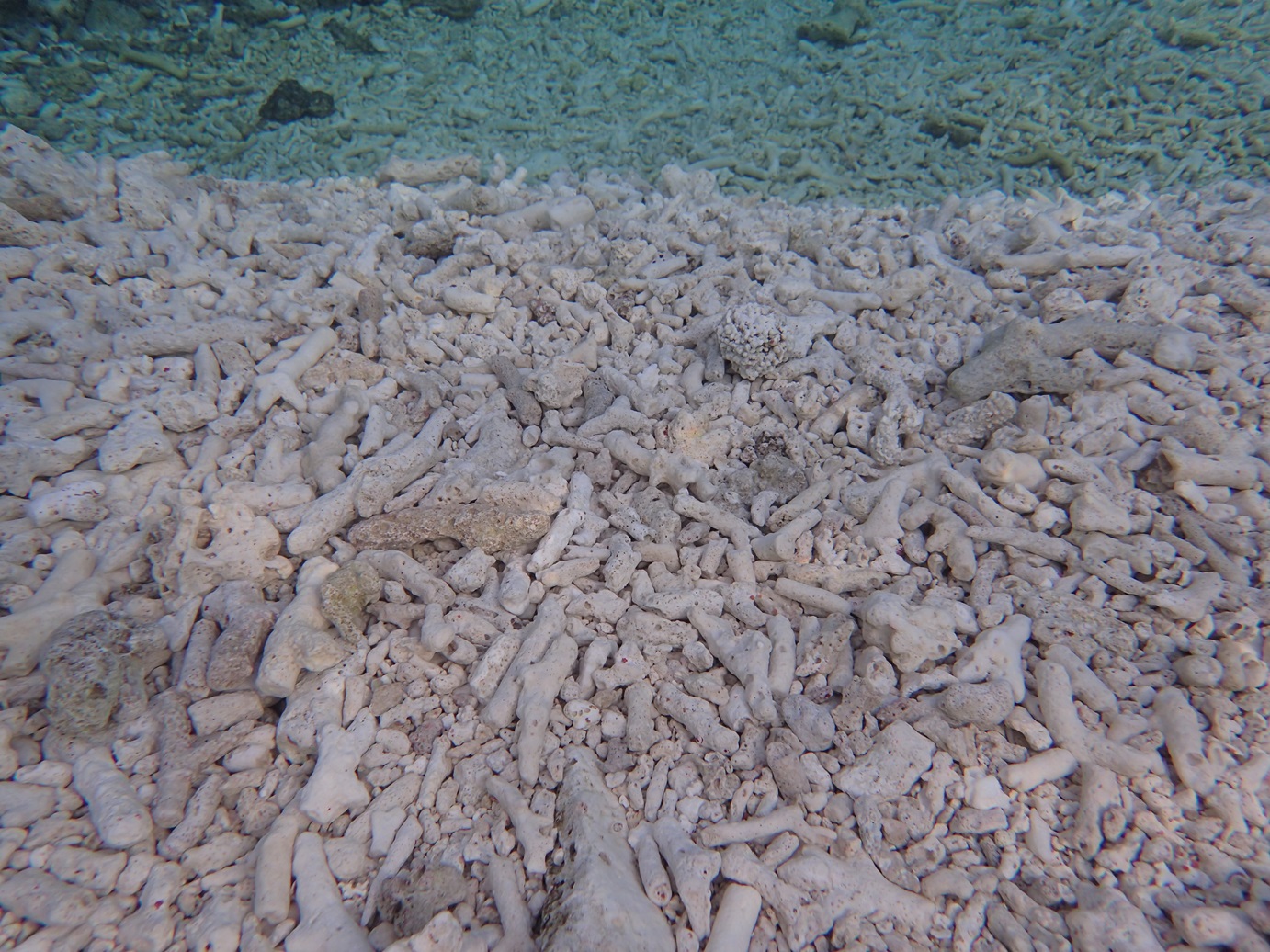 バラス島は、人の指ほどの大きさのサンゴの骨格が積みあがってできている