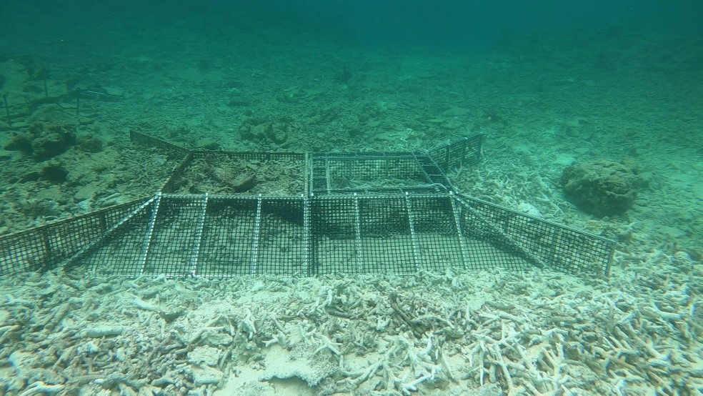 運ばれてきたサンゴ骨格を集める実験で使われている海底の囲い。奥右側の四角い囲いには、流出を防ぐための「ひさし」が付けられている。サンゴ骨格が囲いに入りやすいよう、手前に斜面が設けられている